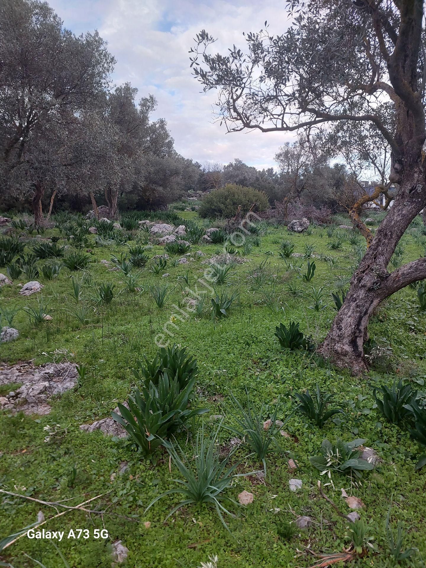 Bodrum Mazıköy Satılık Tarla Bodrum Mazı Mahallesinde Satılık Tarla