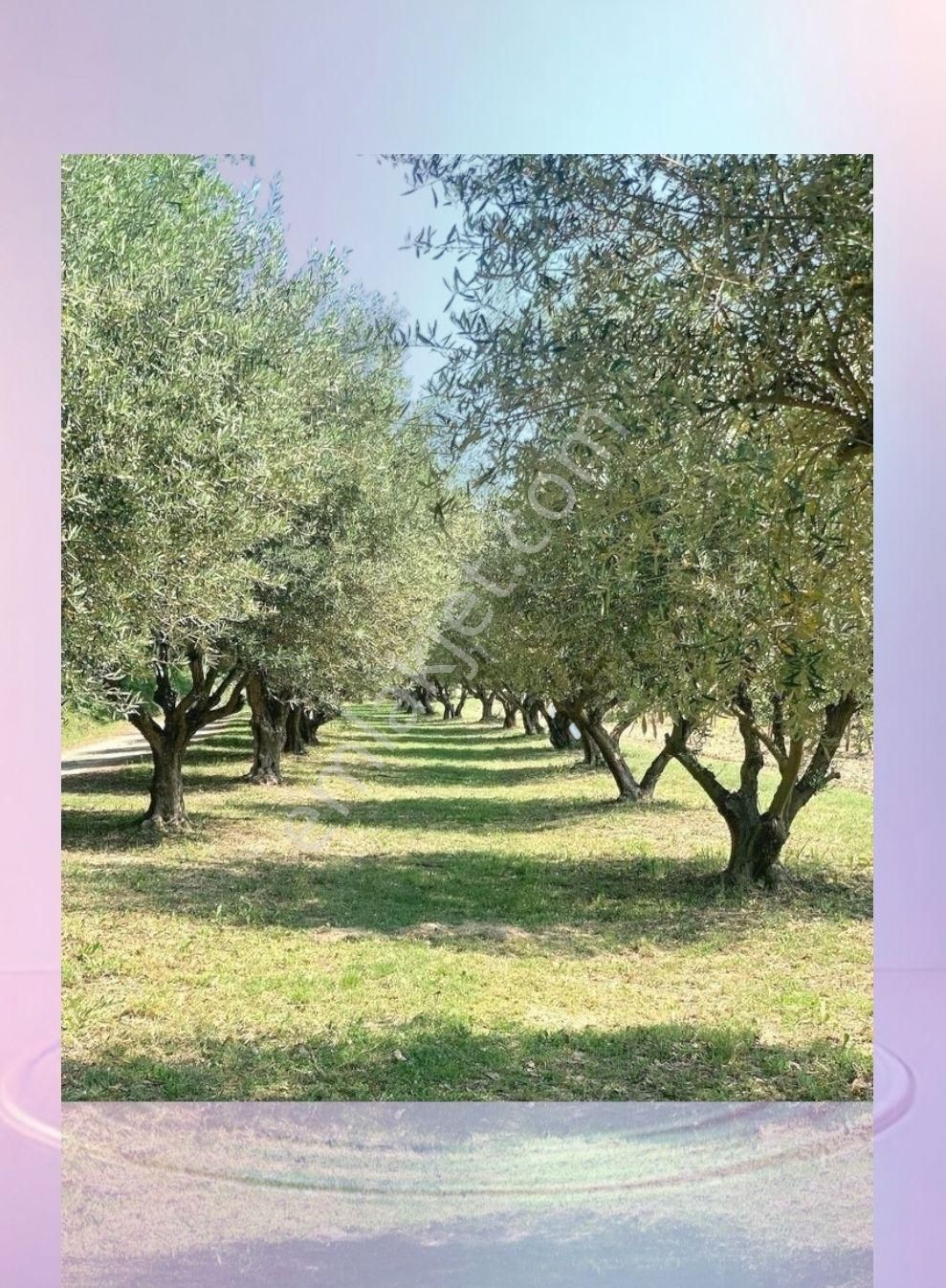 Gördes Salur Satılık Tarla Doğanın Kalbinde 24 Bin Metrekare Zeytinlik