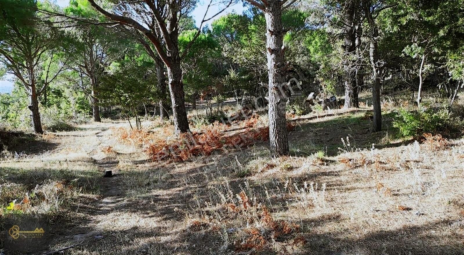 Bergama Çamavlu Satılık Ticari İmarlı Çamavlu Satılık Kafa Dinlemelik Çam Fıstıklı Tarla