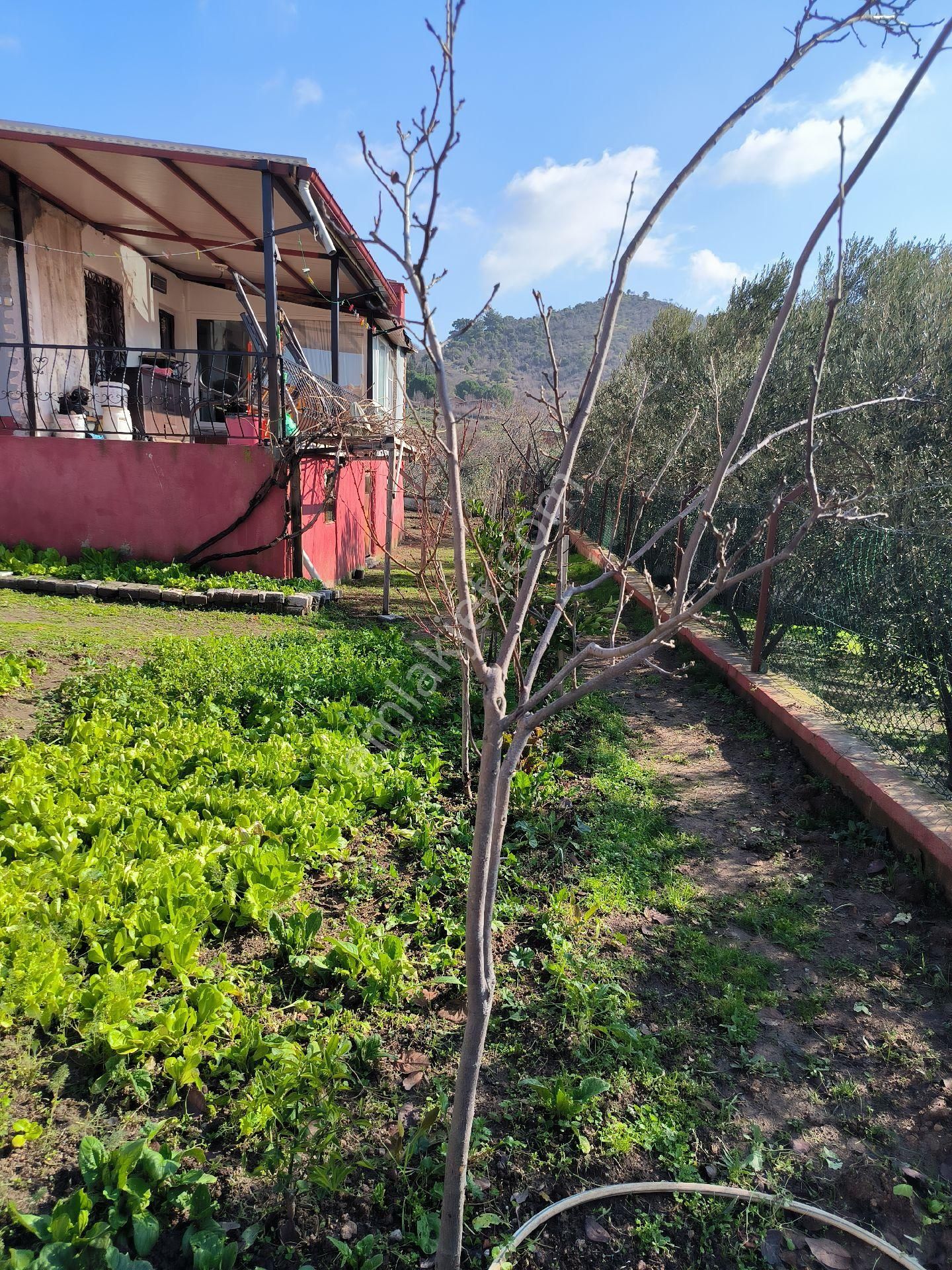 Dikili Kocaoba Satılık Villa Ays Den Satılık Köy Evi