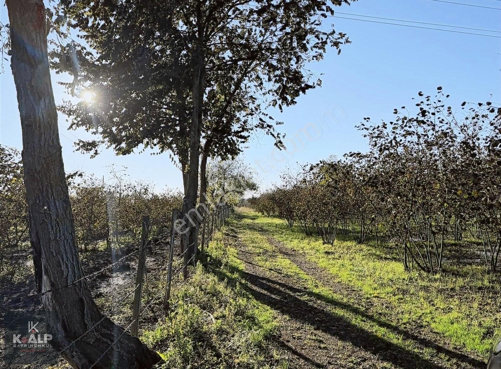 Çarşamba Kumtepe Satılık Tarla Çarşamba Kumtepe Mahallesinde Satılık 12.467 M2 Fındık Bahçesi