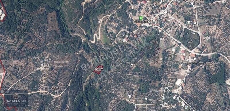 Erdek Hamamlı Satılık Zeytinlik Kaçmaz Fırsat, Denize Yakın Hamamlı'da, 1011 M2 Satılık Arsa