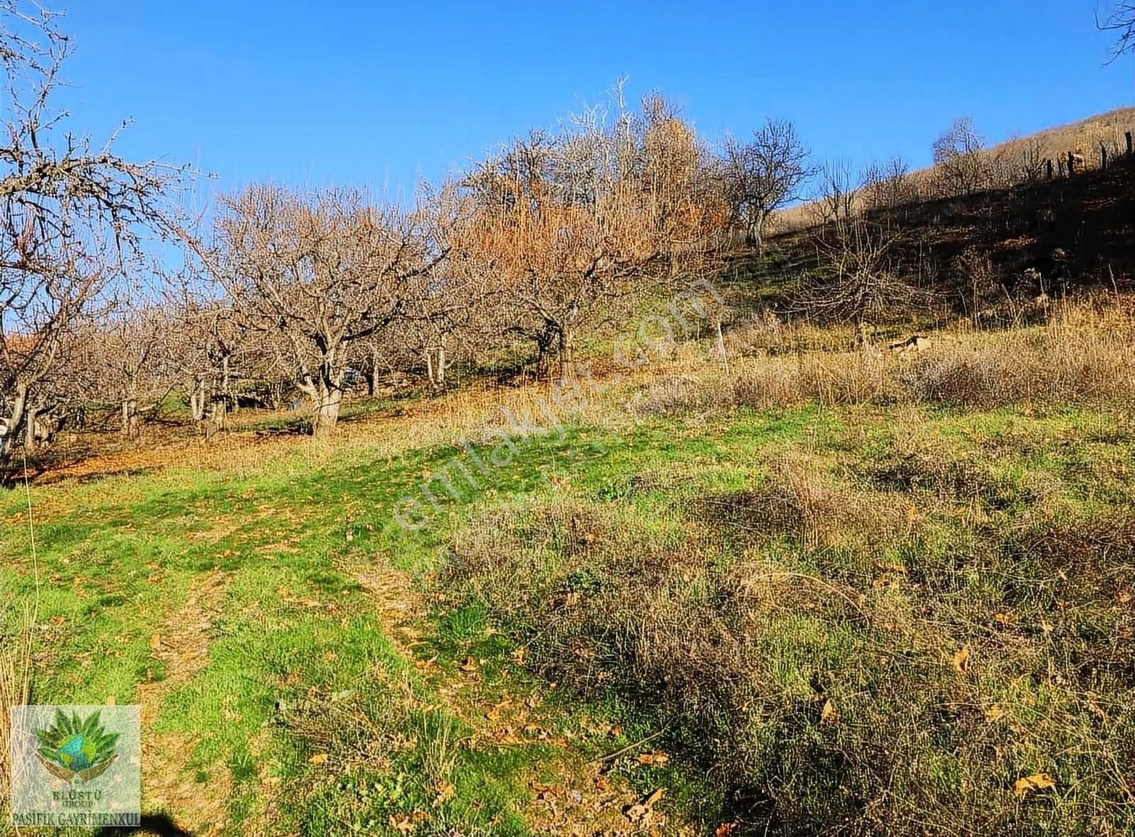 Pasifikten Bayındır Sarıyurtta 13.023 M² Suyu Olan Kiraz Bahçesi - Görsel 6