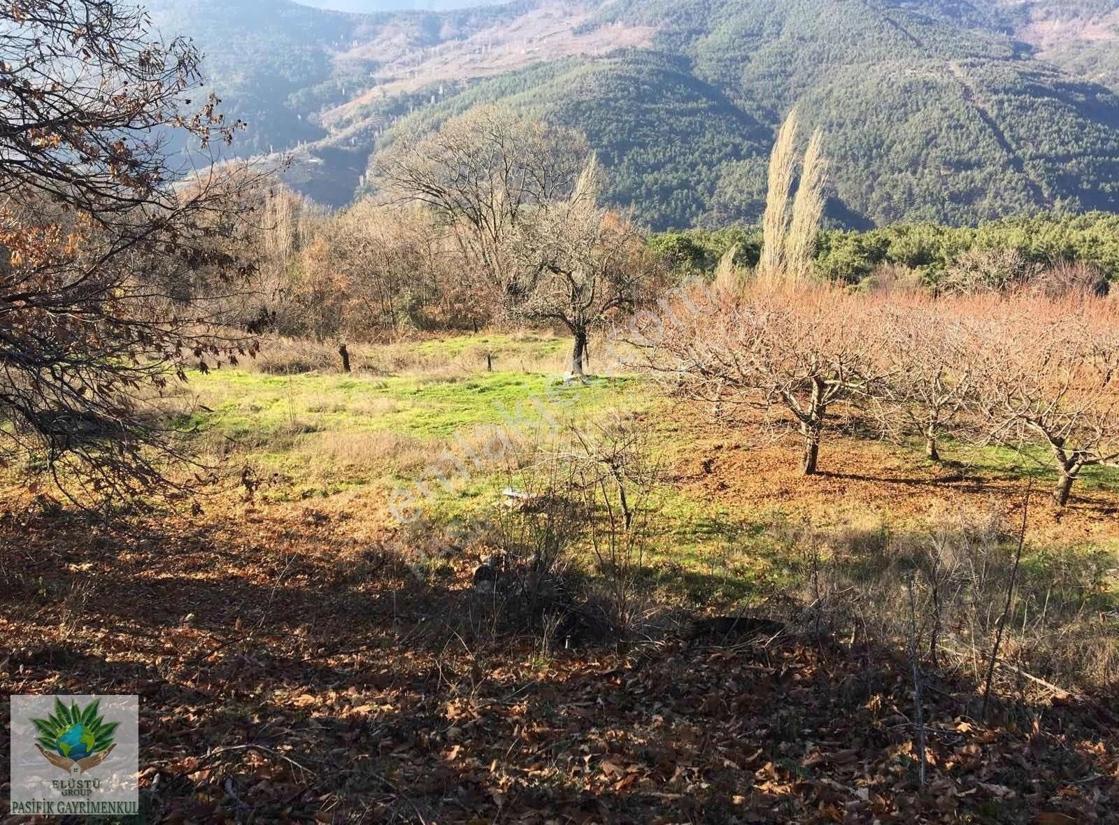 Bayındır Sarıyurt Satılık Bağ & Bahçe Pasifikten Bayındır Sarıyurtta 13.023 M² Suyu Olan Kiraz Bahçesi