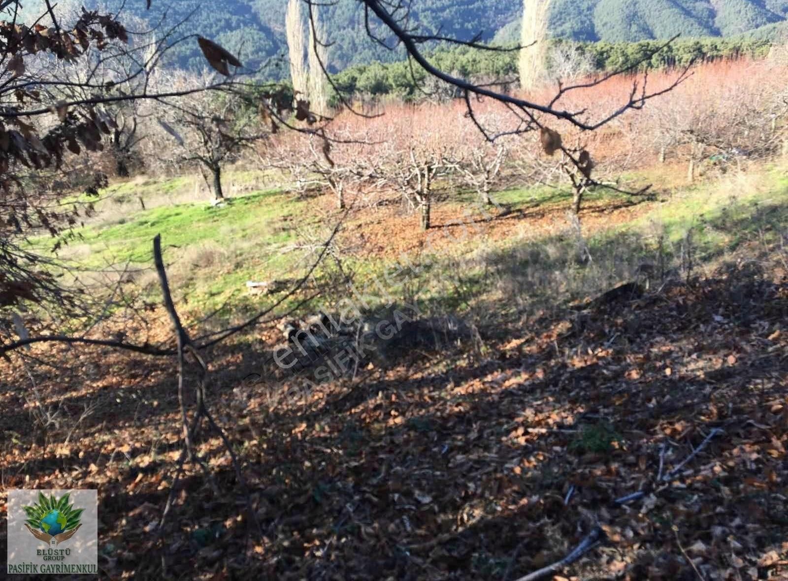 Pasifikten Bayındır Sarıyurtta 13.023 M² Suyu Olan Kiraz Bahçesi - Görsel 5