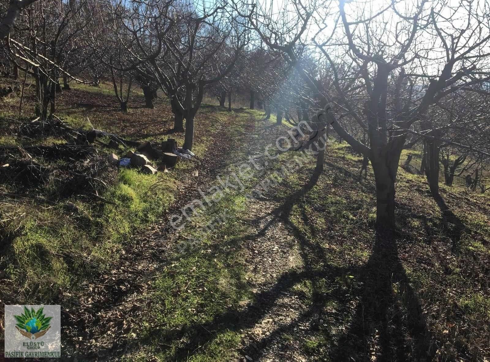 Pasifikten Bayındır Sarıyurtta 13.023 M² Suyu Olan Kiraz Bahçesi - Görsel 12