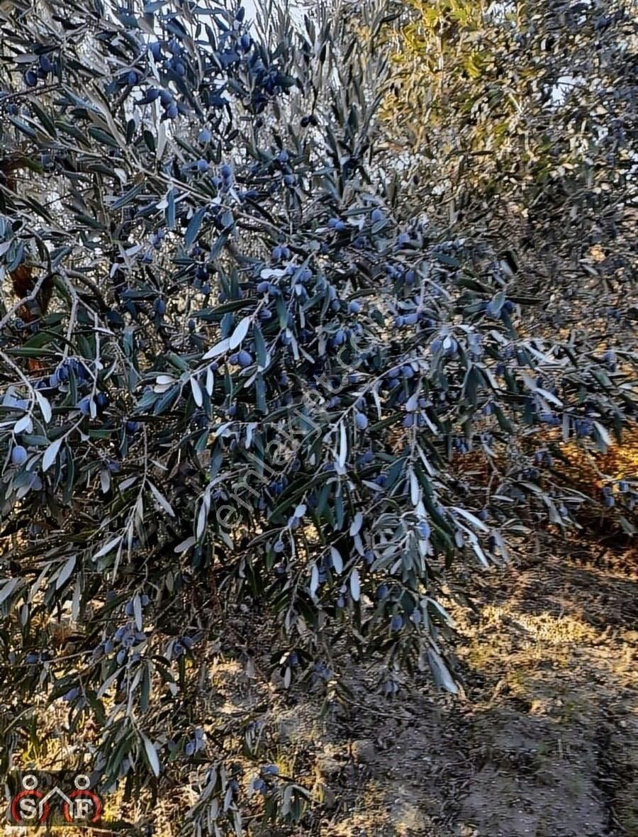 Manisa Saruhanlı Satılık Zeytinlik Manisa Yunusemre Saruhanlı Gözlet Mah