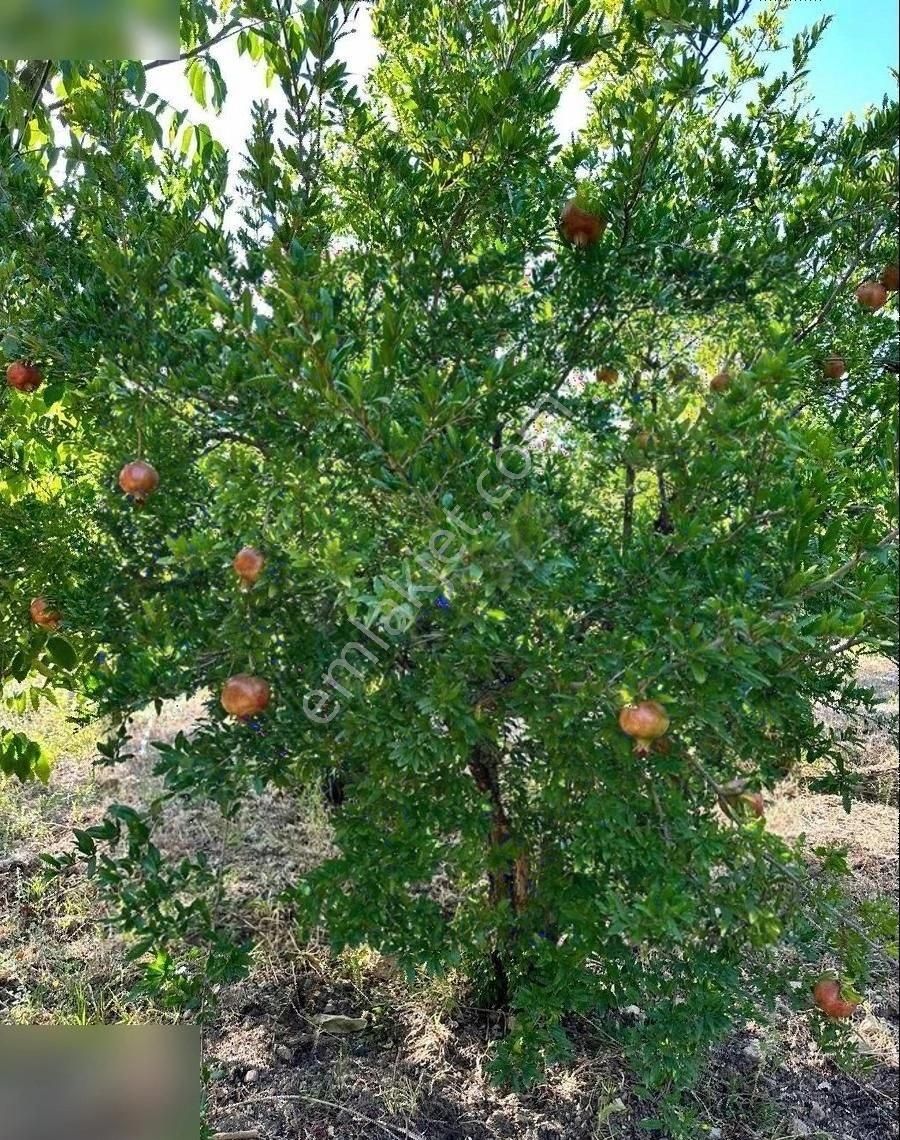 Ermenek Aşağıçağlar Köyü (Güney) Satılık Özel Kullanım Başyayla Satılık Arsa