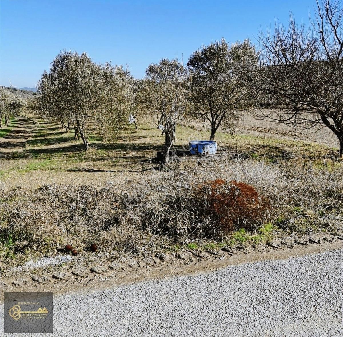 İzmir Bergama Satılık Zeytinlik Bergama Örlemiş Te Kadastral Yola Cepheli Satılık Zeytinlik ;