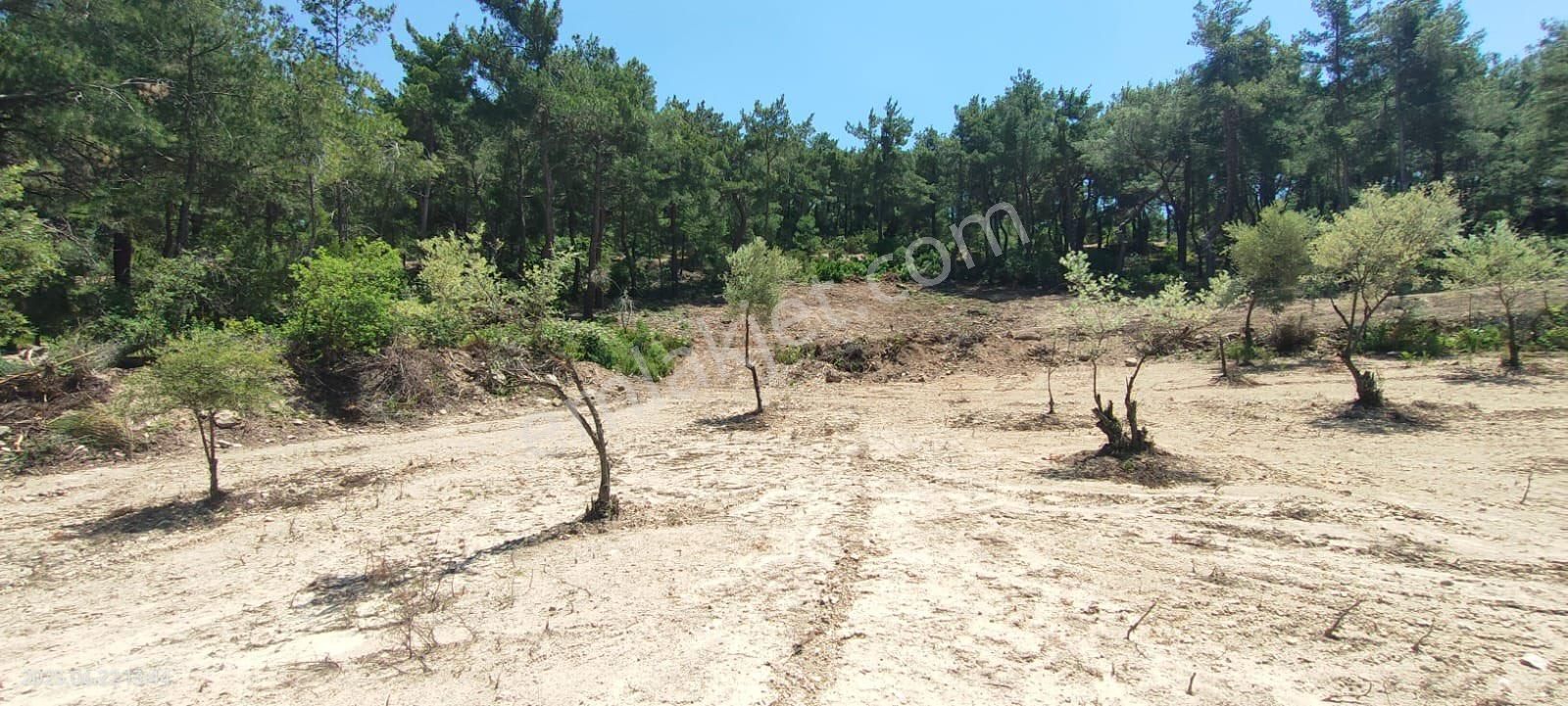 Mükemmel Doğa Manzaralı - Görsel 4