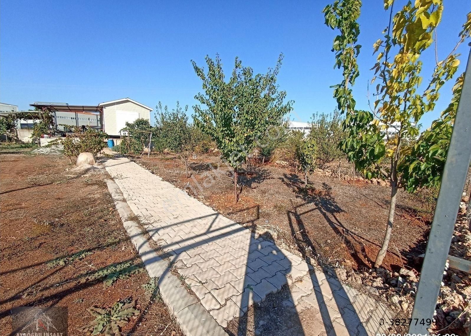 Kömürcüler De 1.300m2 Tarla - Görsel 6