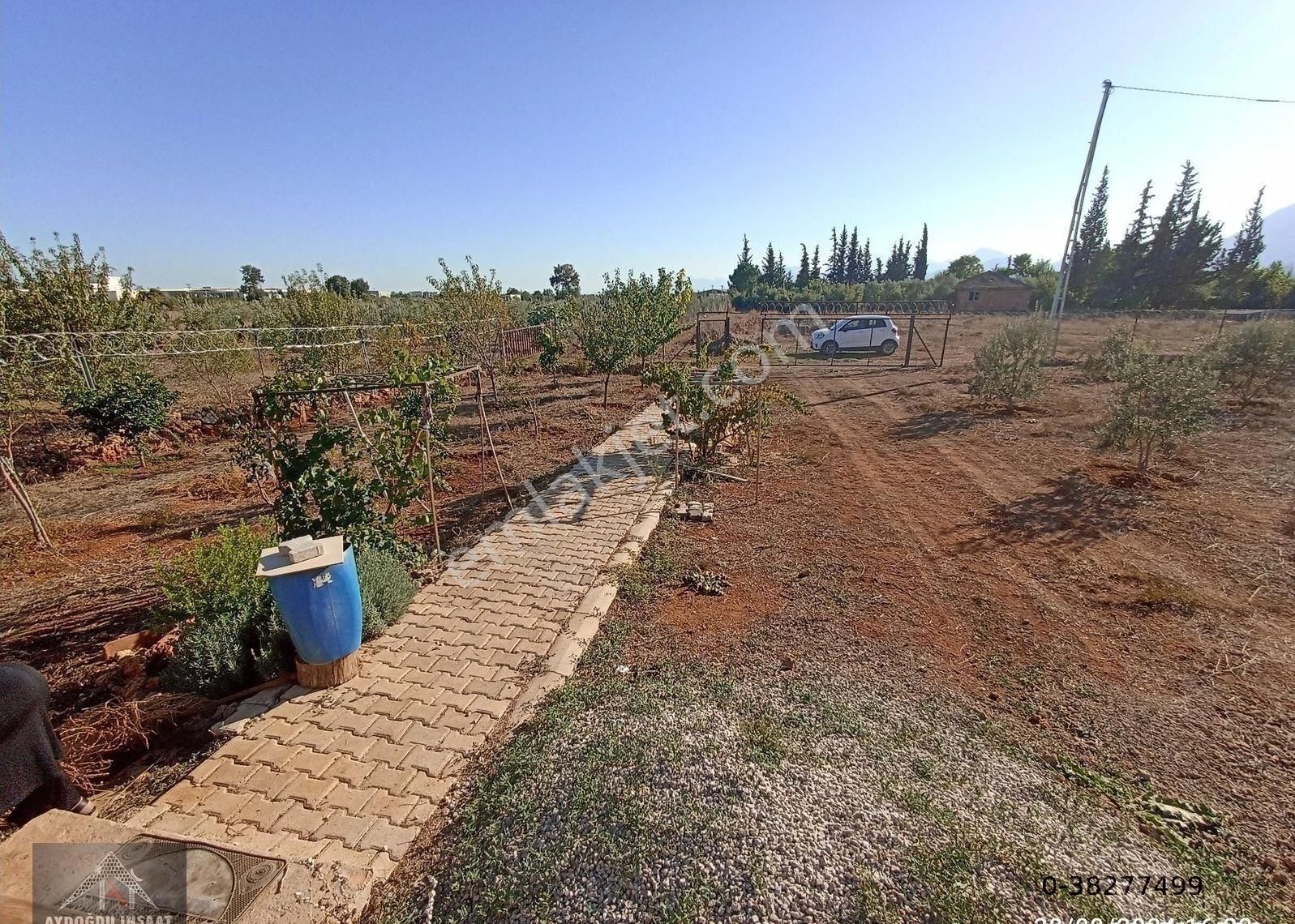 Kömürcüler De 1.300m2 Tarla - Görsel 15