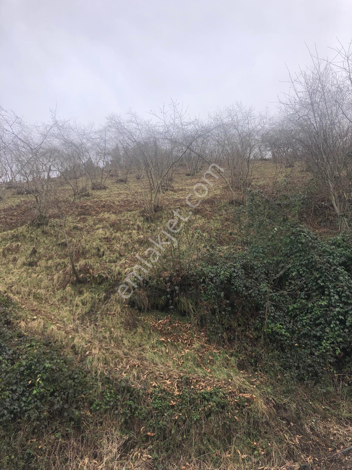 Trabzon Mağmat Geçit Mahallesi Satılık 1.320 M2 Arazi - Görsel 6