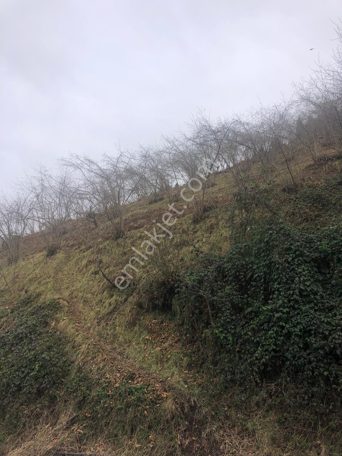 Trabzon Mağmat Geçit Mahallesi Satılık 1.320 M2 Arazi - Görsel 2