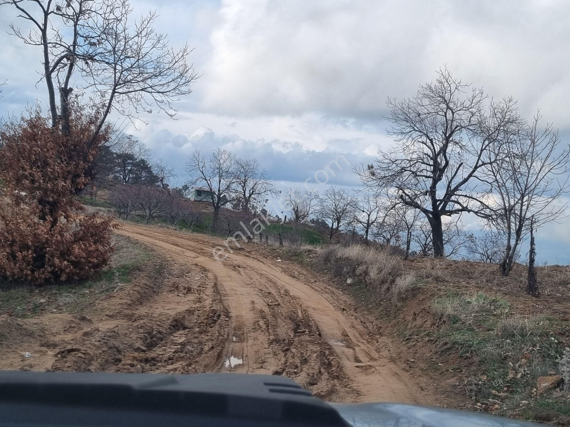 Nazilli Yöntem Emlak İzmir Beydağı Yeşiltepe Mah.de Ormana Sınır Satılık Kestane İncir Bahçesi - Görsel 5