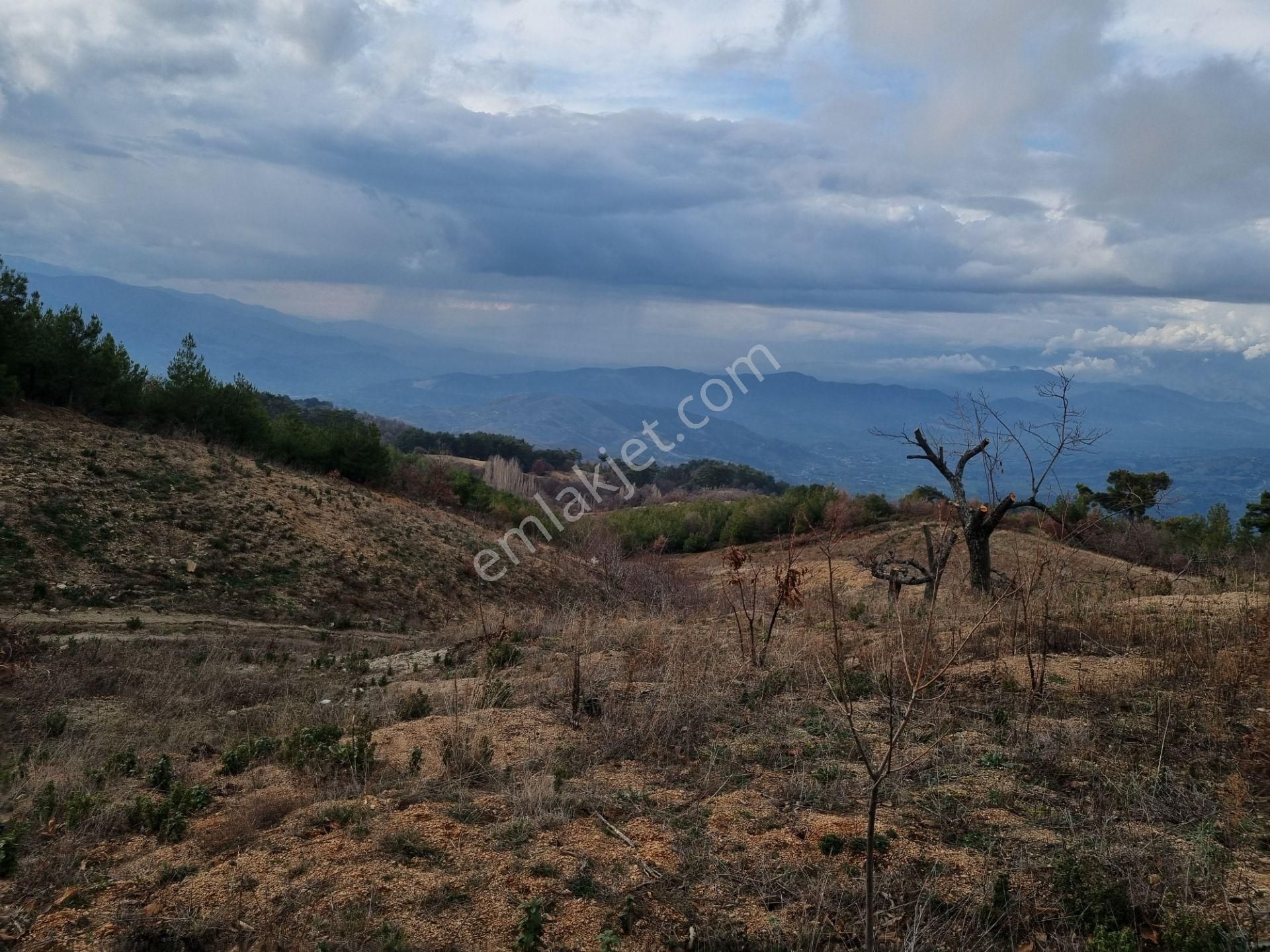 Nazilli Yöntem Emlak İzmir Beydağı Yeşiltepe Mah.de Ormana Sınır Satılık Kestane İncir Bahçesi - Görsel 12