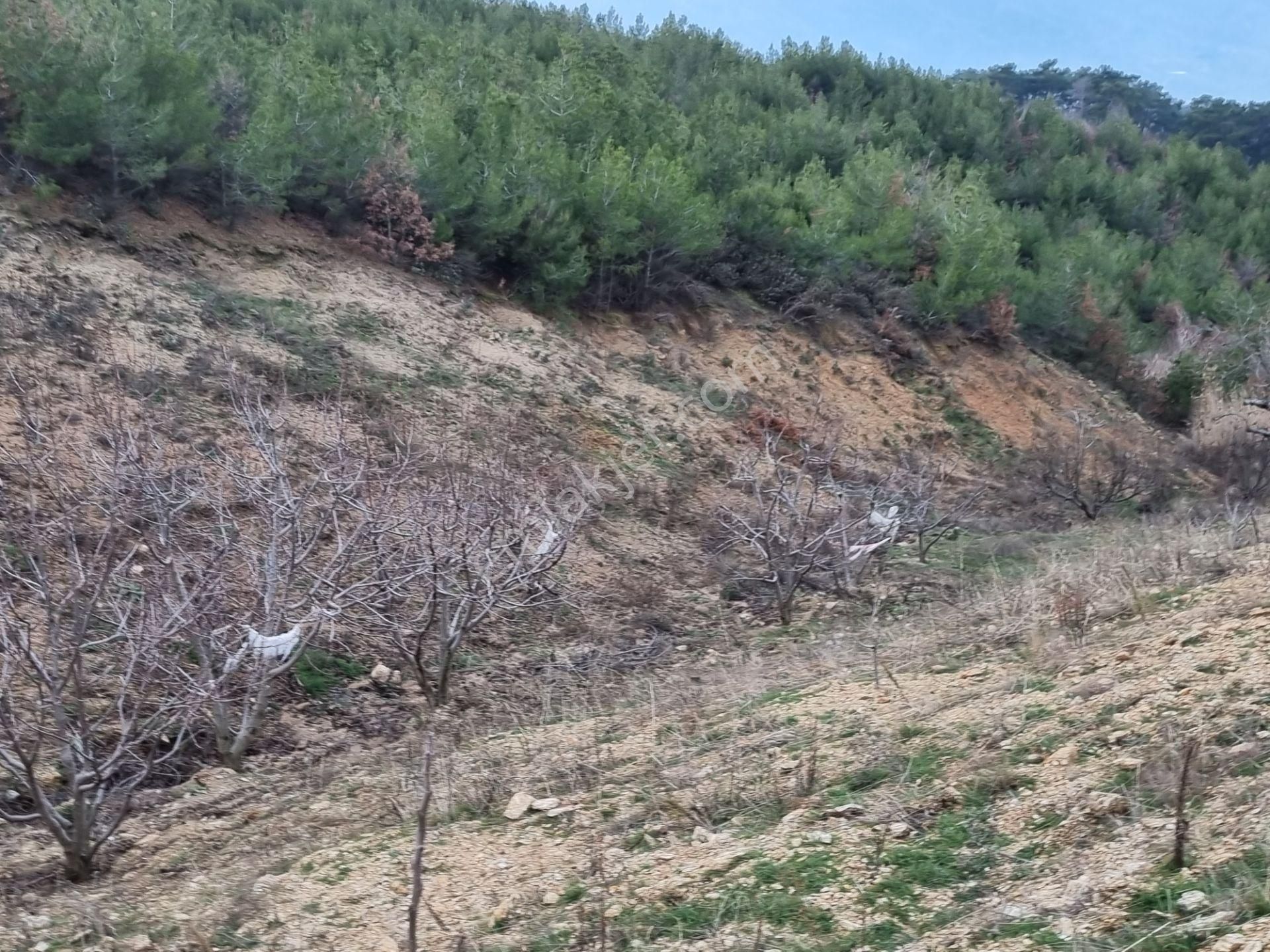 Nazilli Yöntem Emlak İzmir Beydağı Yeşiltepe Mah.de Ormana Sınır Satılık Kestane İncir Bahçesi - Görsel 24