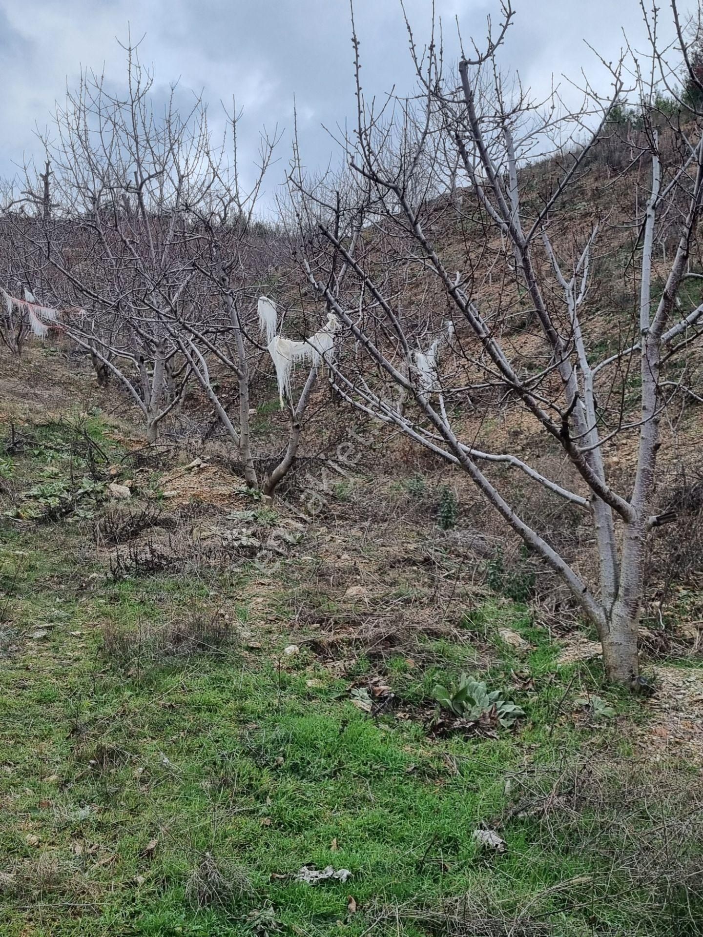 Nazilli Yöntem Emlak İzmir Beydağı Yeşiltepe Mah.de Ormana Sınır Satılık Kestane İncir Bahçesi - Görsel 26
