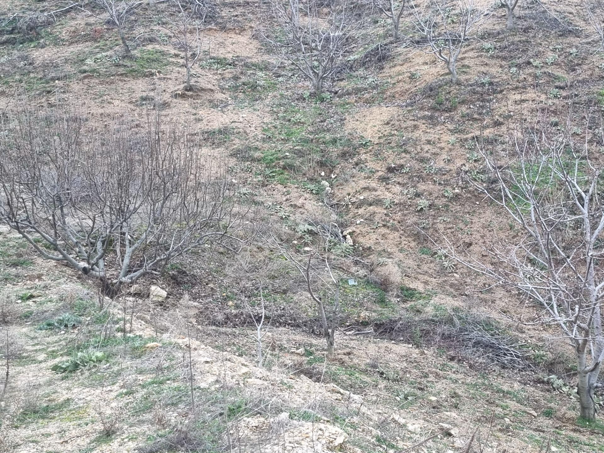 Nazilli Yöntem Emlak İzmir Beydağı Yeşiltepe Mah.de Ormana Sınır Satılık Kestane İncir Bahçesi - Görsel 23