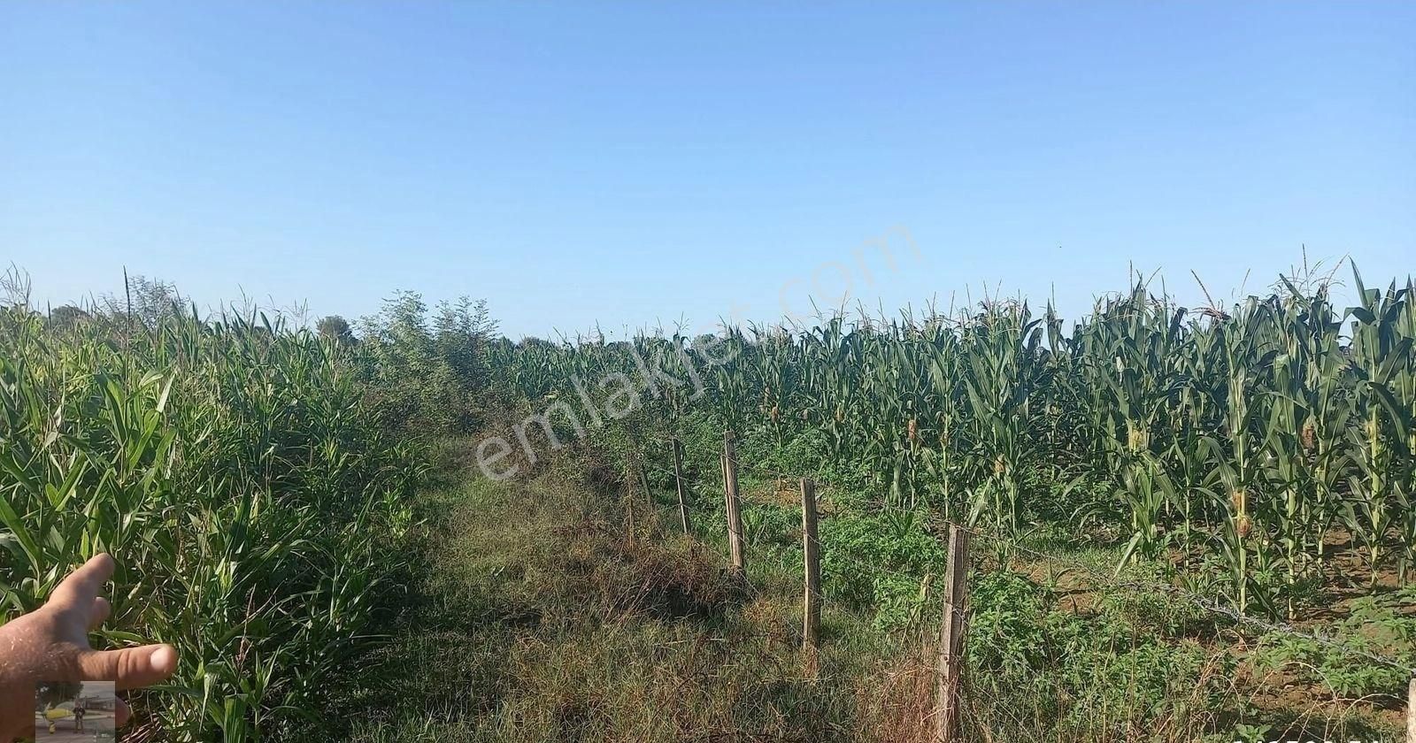 Mısır Ekili Olan Tarlamız Satılık... - Görsel 12