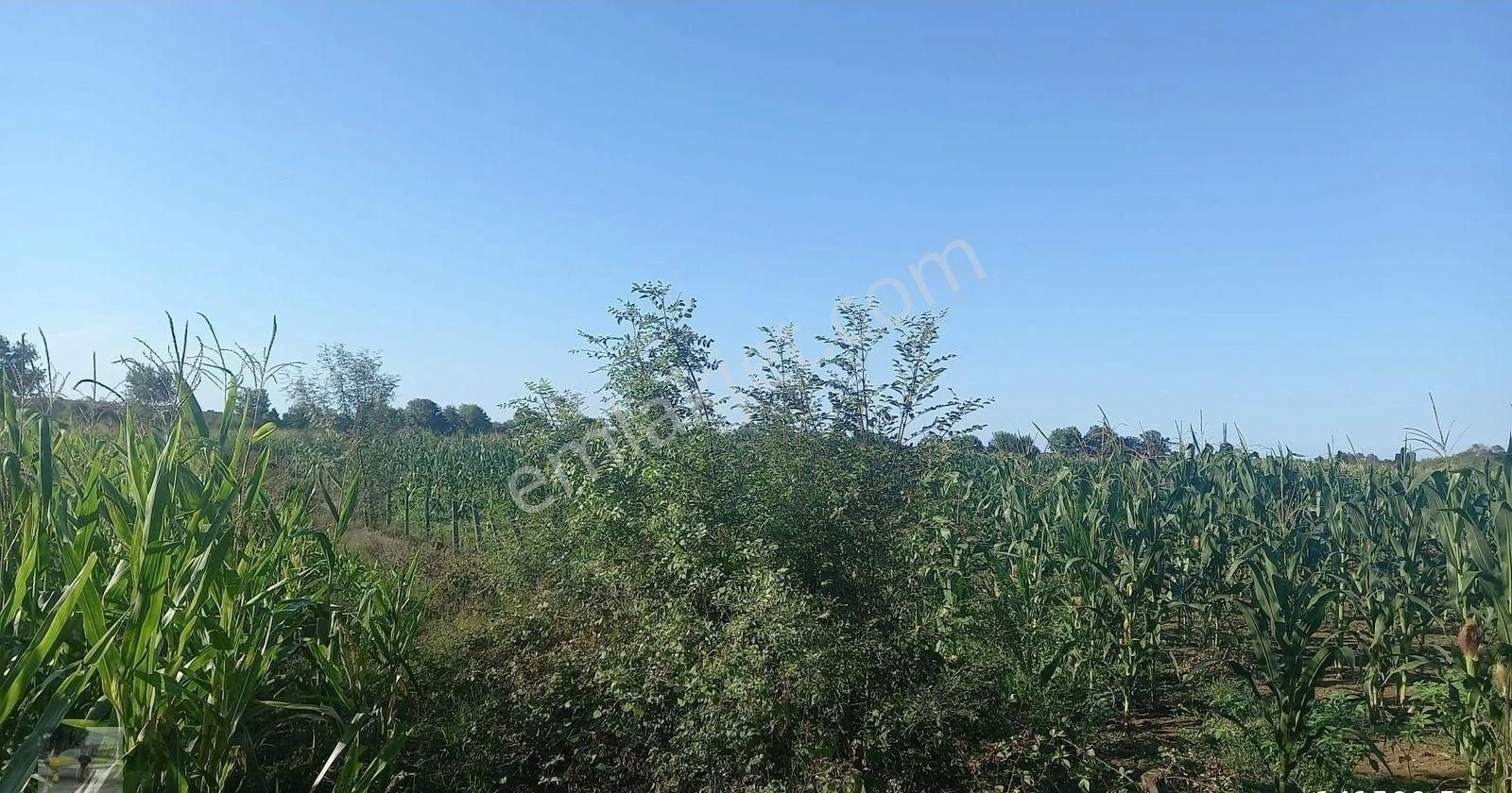 Mısır Ekili Olan Tarlamız Satılık... - Görsel 14