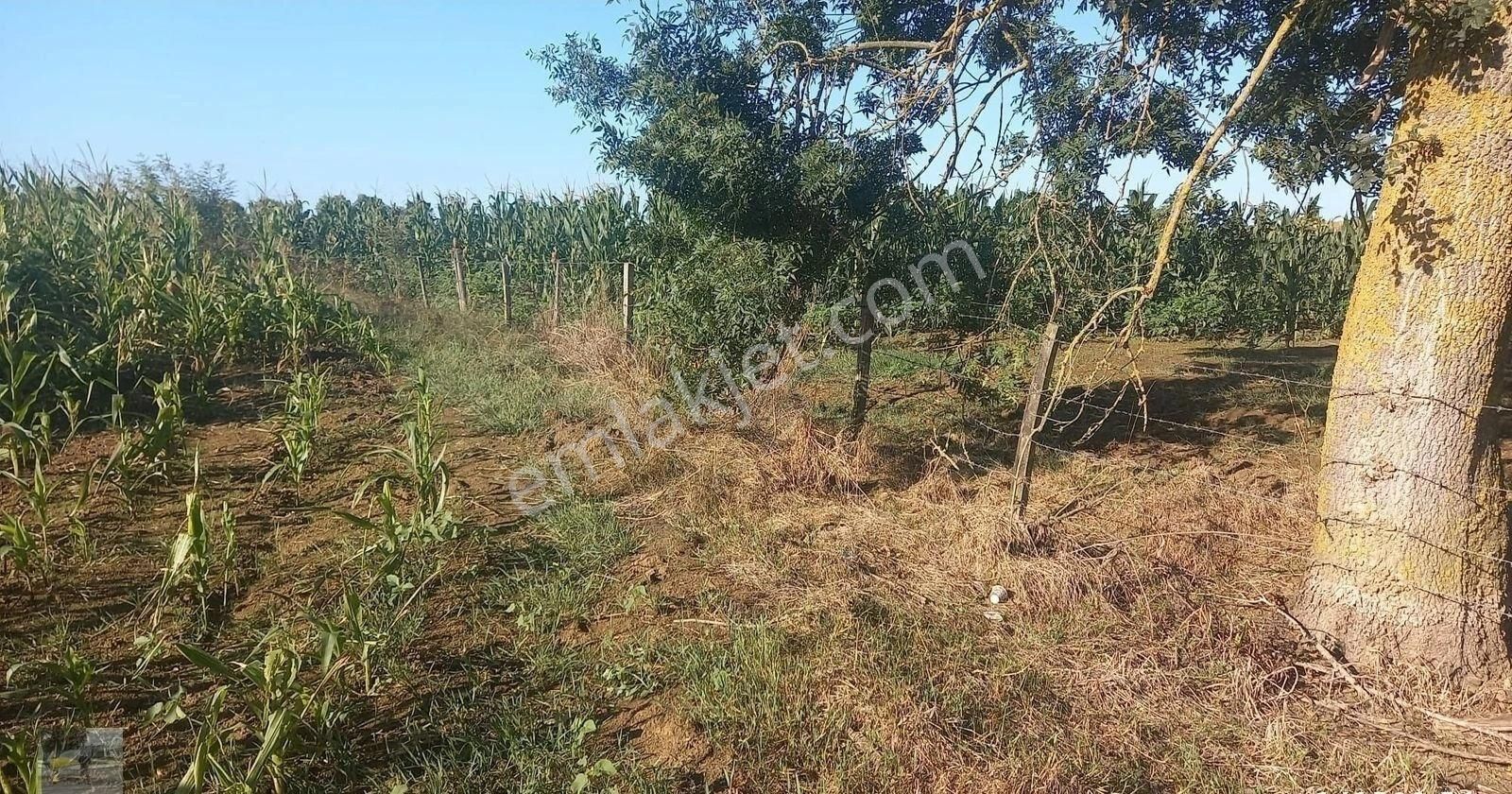 Mısır Ekili Olan Tarlamız Satılık... - Görsel 9