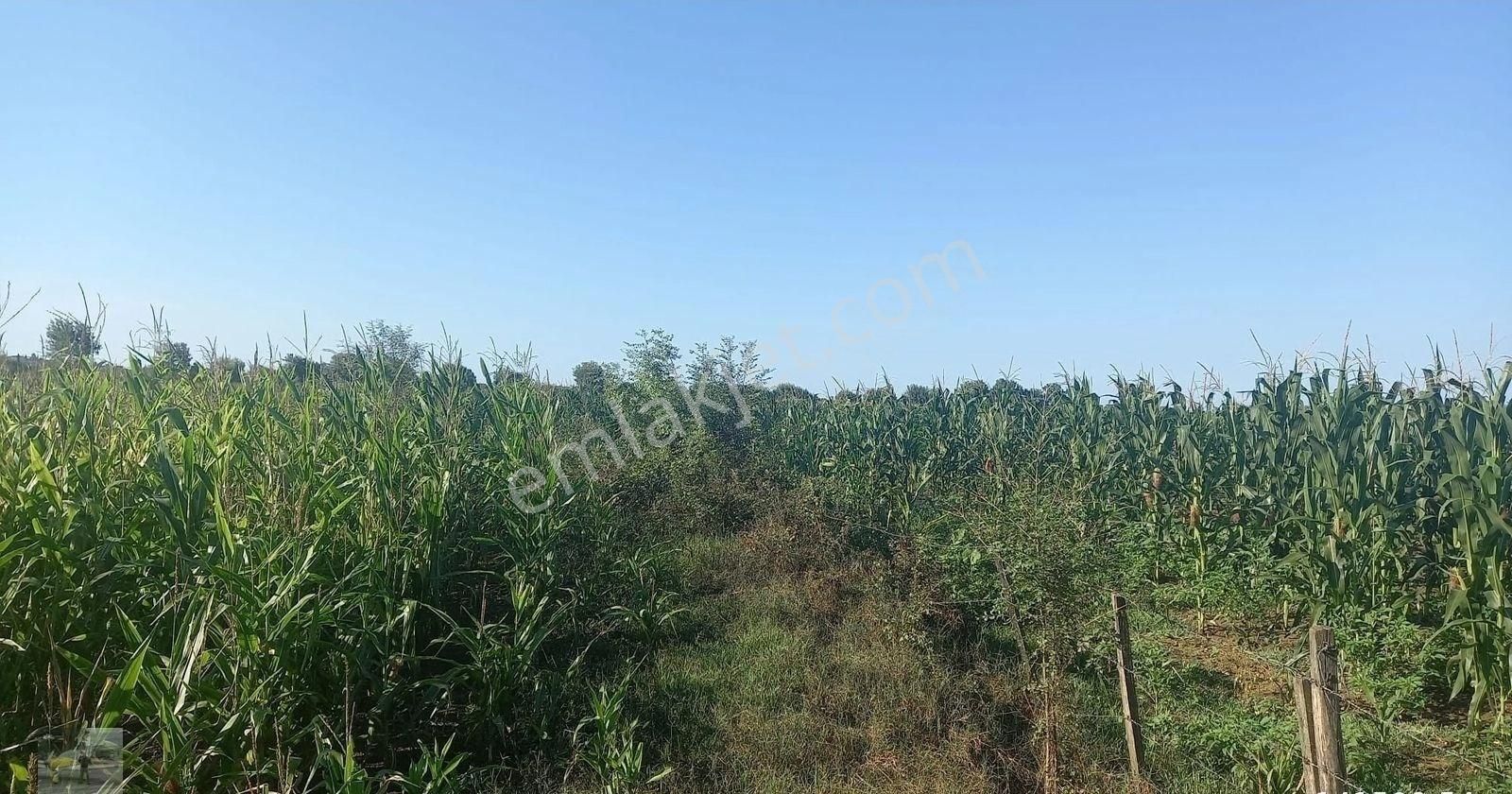 Mısır Ekili Olan Tarlamız Satılık... - Görsel 8