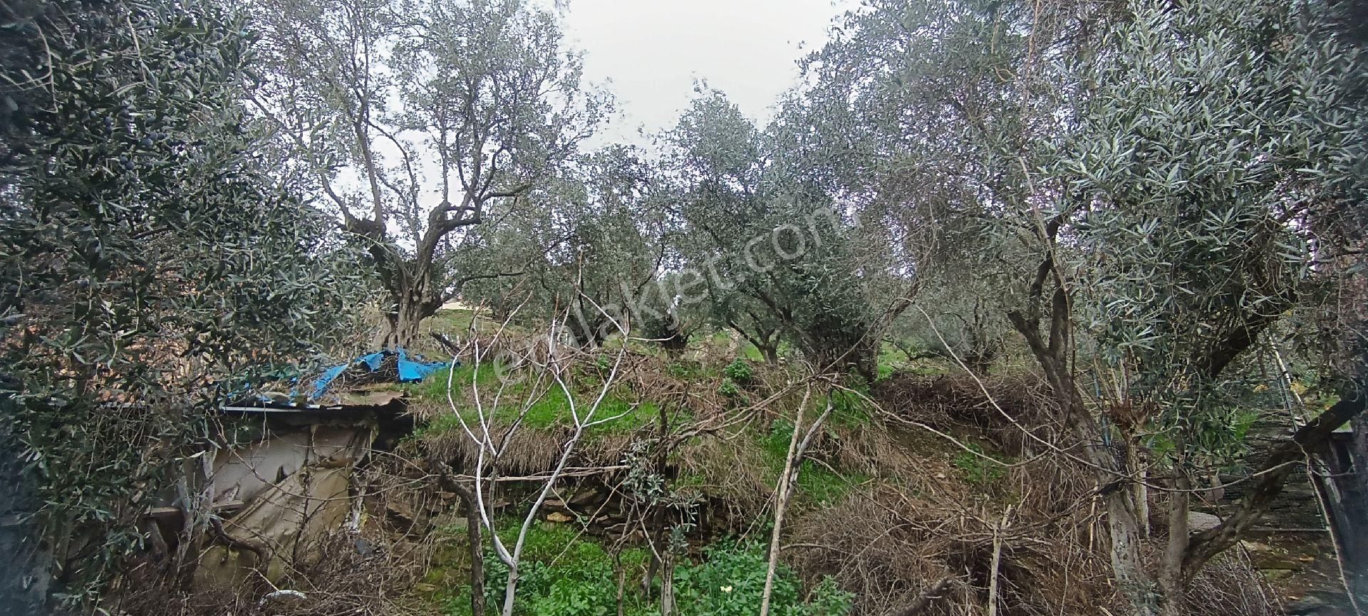 Ali Akdoğan Emlak Ofisinden Toprak Bahçeli Müstakil Ev Satılıktır - Görsel 31
