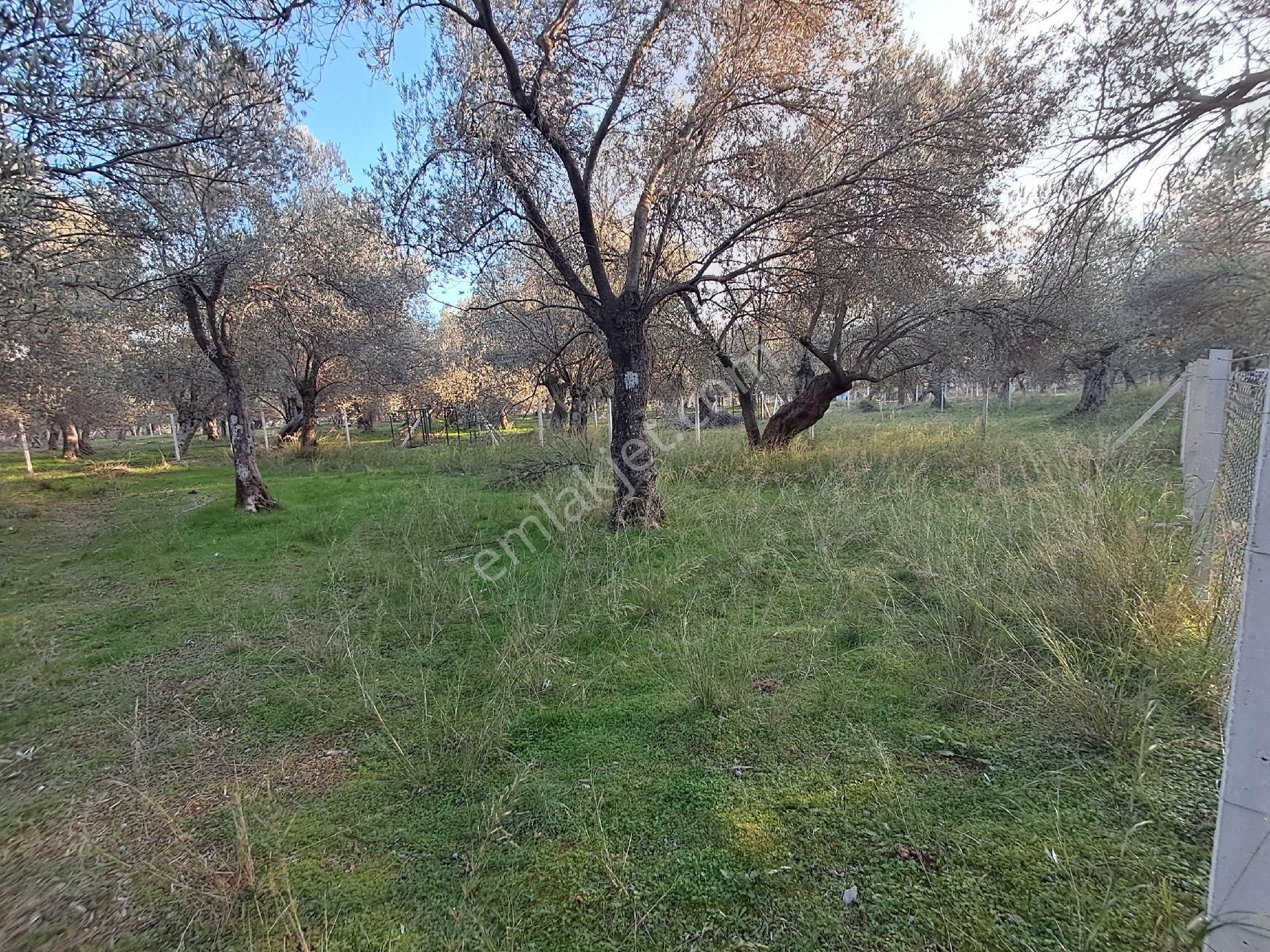 Eryılmaz Gayrimenkul'den Edremit Zeytinli Köyünde 497.5 M2 Zeytinlik Satılıktır - Görsel 9