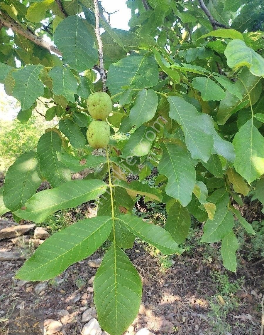 Aslanköy Kavaklıpınar Da Şeftali Bahçesi - Görsel 13