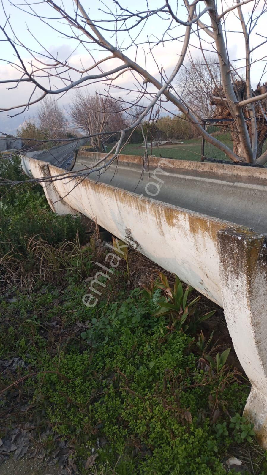 Aydın Yenipazar Satılık Zeytinlik Yenipazar Donduranda Satılık Uygun Bahçe