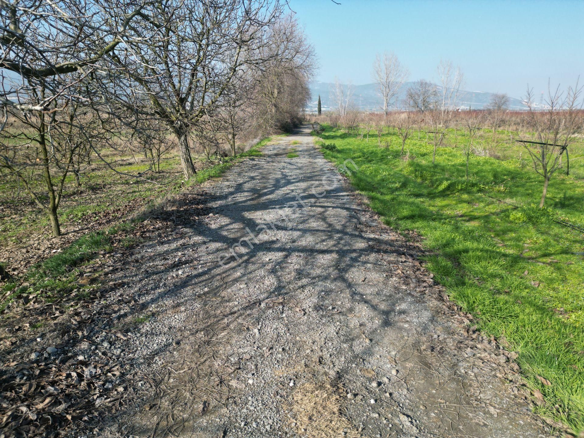 Bursa Orhangazi Gürle Satılık 2 Parsel Tarla - Görsel 11