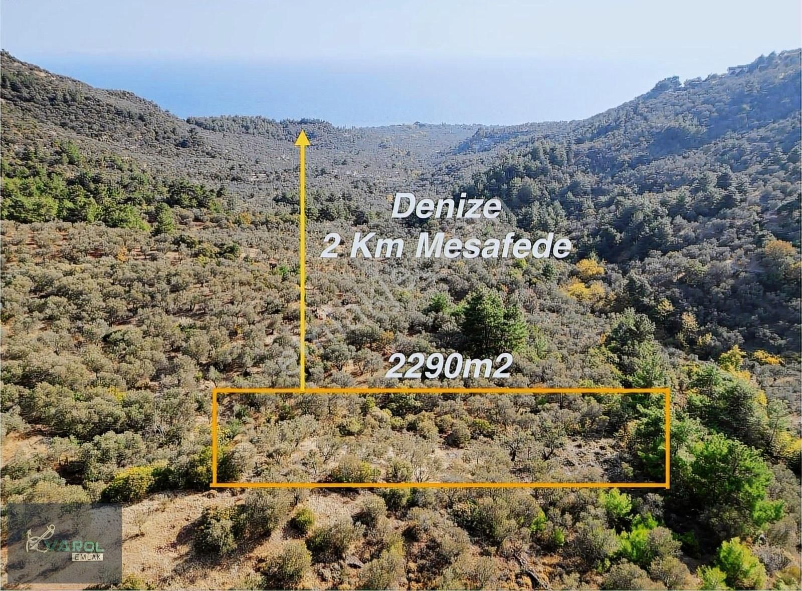 Çanakkale Ayvacık Satılık Zeytinlik Ayvacık Kayalar Köyüne 600m Mesafede Muhteşem Zeytinlik