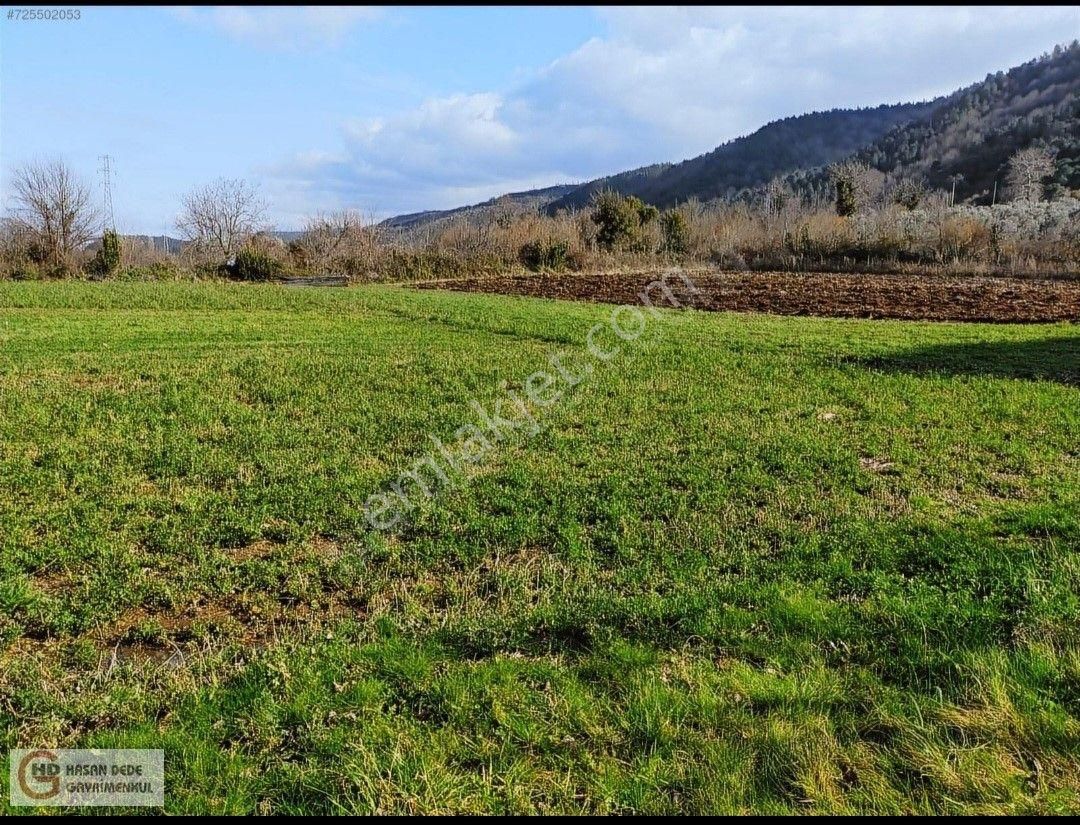 Yalova-çınarcık Kocadere Mevki 4.000 M2 Kiralık Tarla