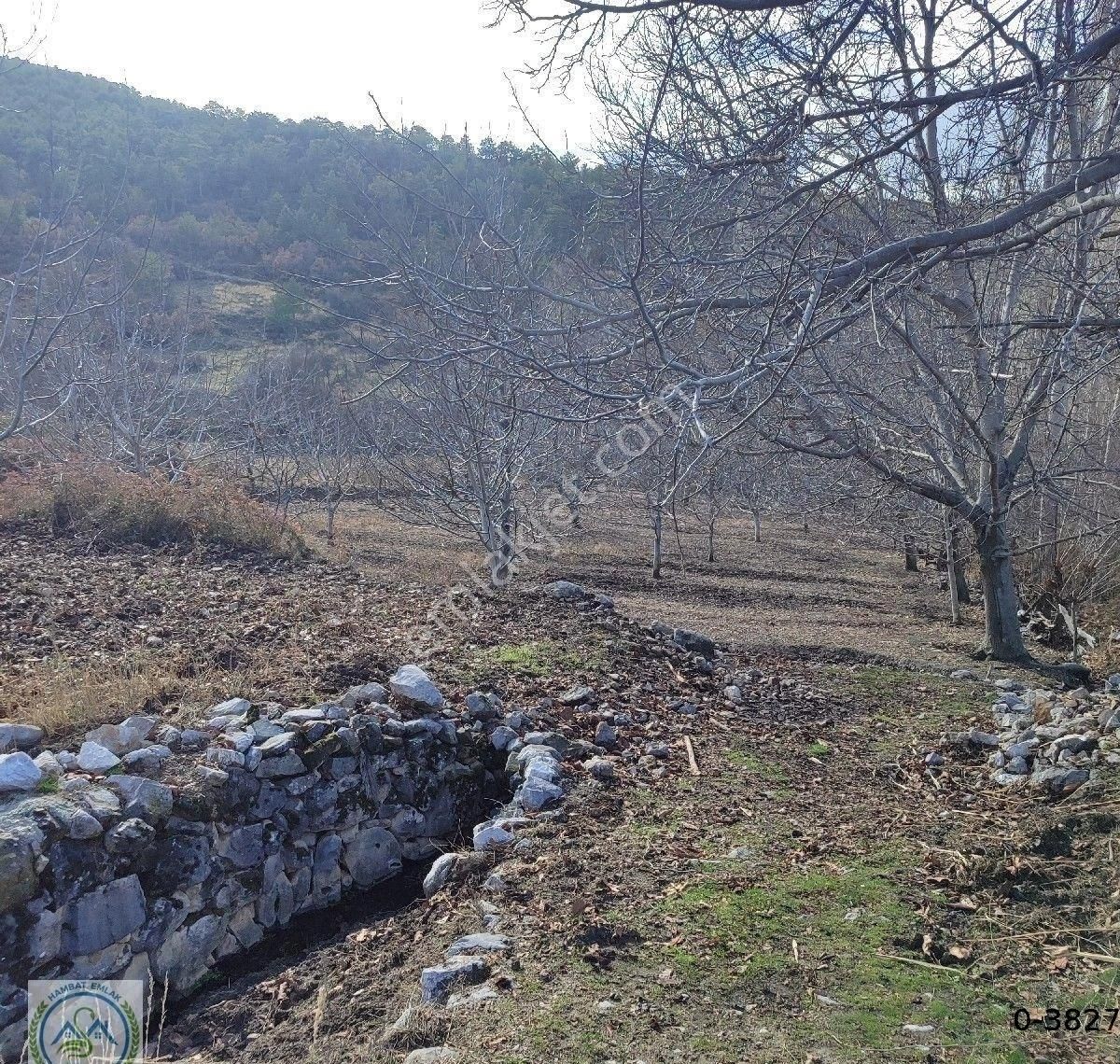 Çardak Hayriye Satılık Bağ & Bahçe Denizli Çardak Hayriye Köyü Yaylada