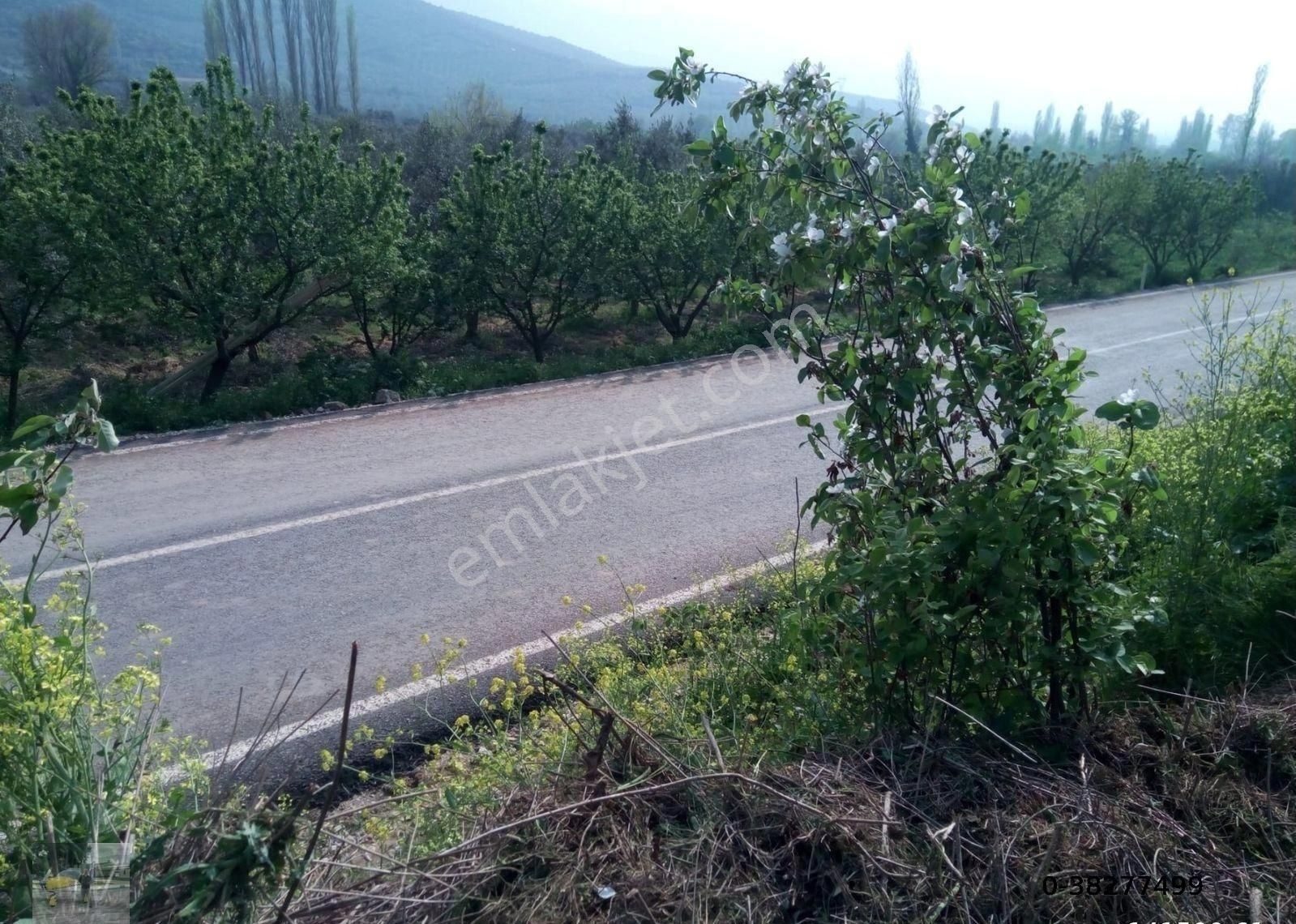 İznik Dereköy Satılık Zeytinlik Asvalt Yola Cepheli Zeytin Bahçesi Satılık...