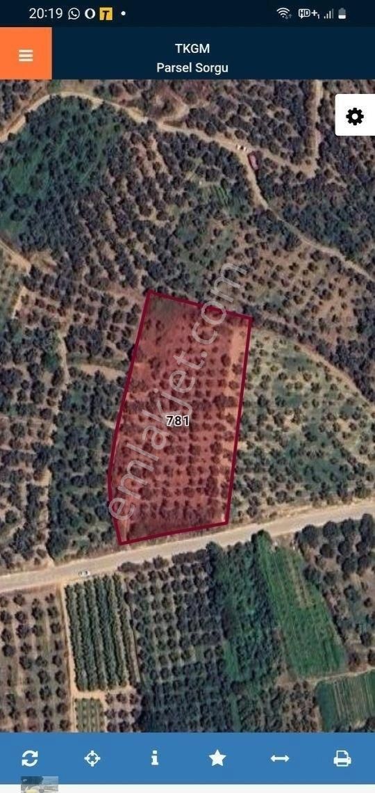Asvalt Yola Cepheli Zeytin Bahçesi Satılık... - Görsel 2