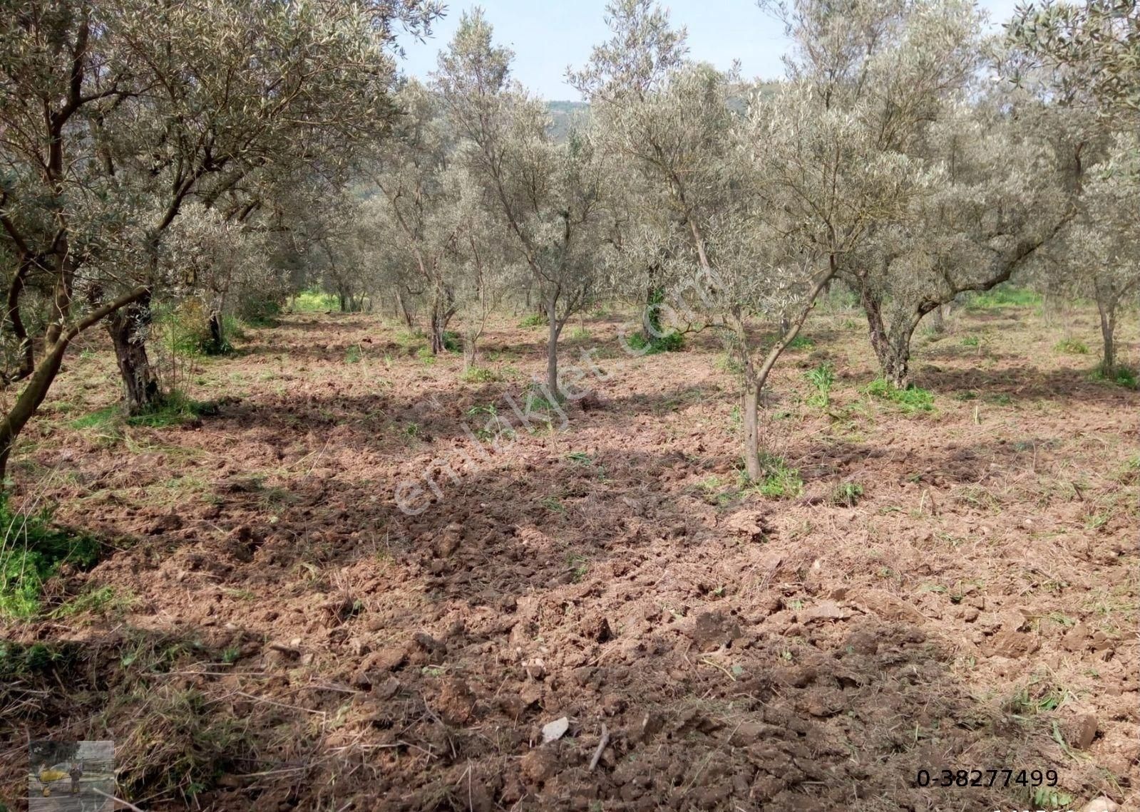 Asvalt Yola Cepheli Zeytin Bahçesi Satılık... - Görsel 4