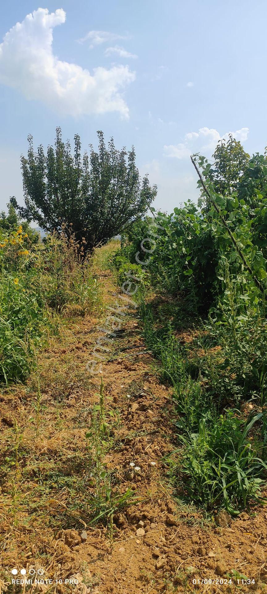 Turgutlu Ayvacık Satılık Tarla Turgutlu Ayvacık Köyü Satılık Tarla 6200mt