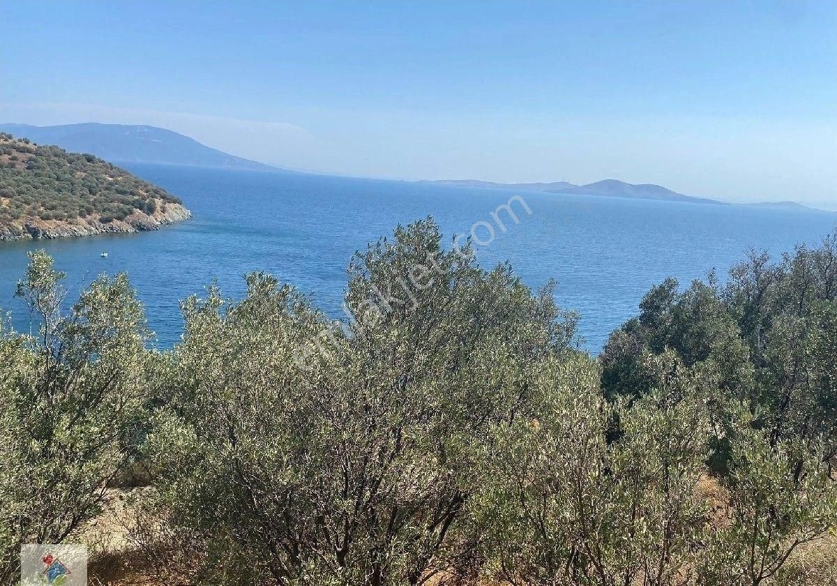 Satılık Zeytınlık - Görsel 9