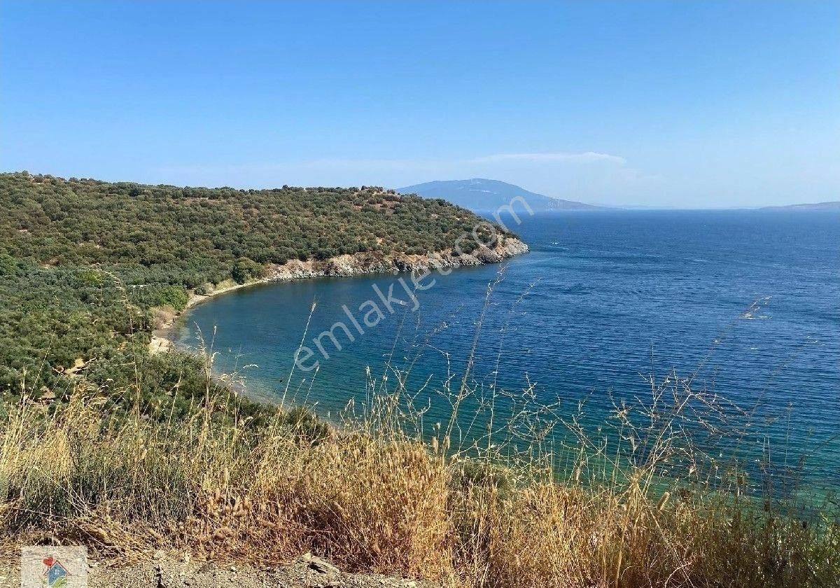 Satılık Zeytınlık - Görsel 7