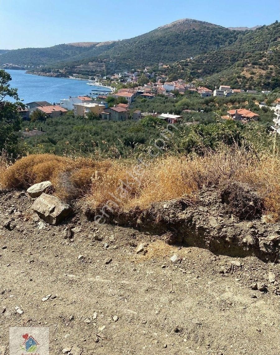 Satılık Zeytınlık - Görsel 11