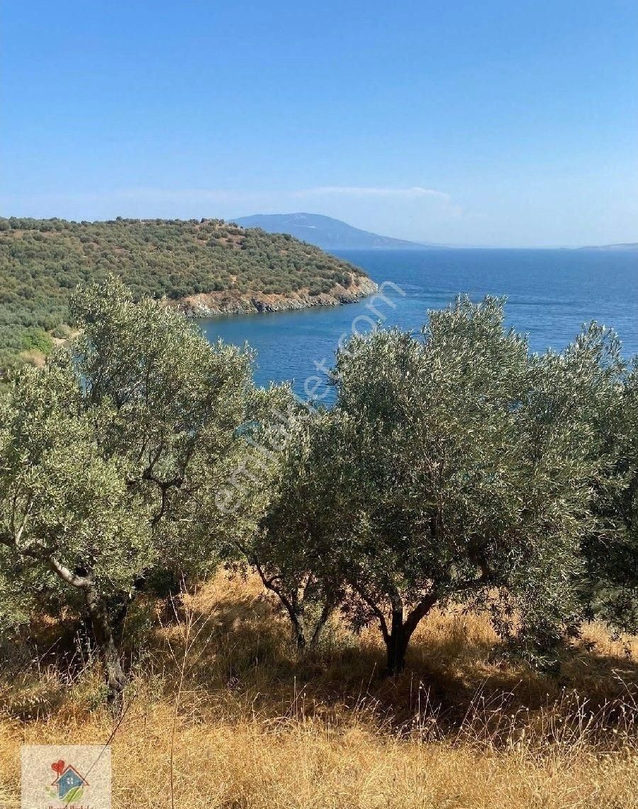 Satılık Zeytınlık - Görsel 12