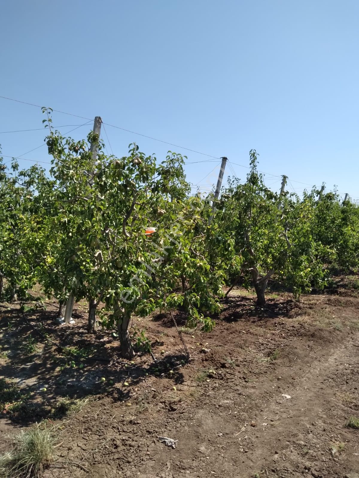 Nw Gayrimenkul Yenice'de 45 Dönüm Bol Verimli Kazanç Sağlayan Satılık Meyve Bahçesi - Görsel 8