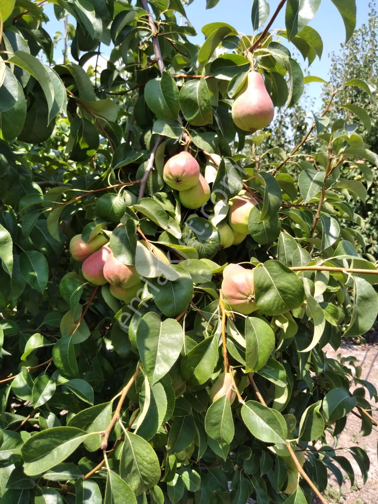Nw Gayrimenkul Yenice'de 45 Dönüm Bol Verimli Kazanç Sağlayan Satılık Meyve Bahçesi - Görsel 11