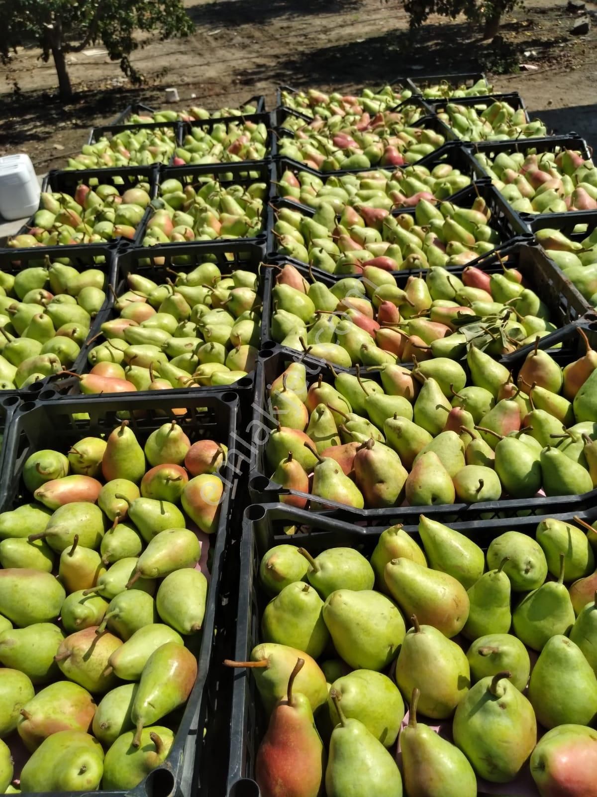 Nw Gayrimenkul Yenice'de 45 Dönüm Bol Verimli Kazanç Sağlayan Satılık Meyve Bahçesi - Görsel 24