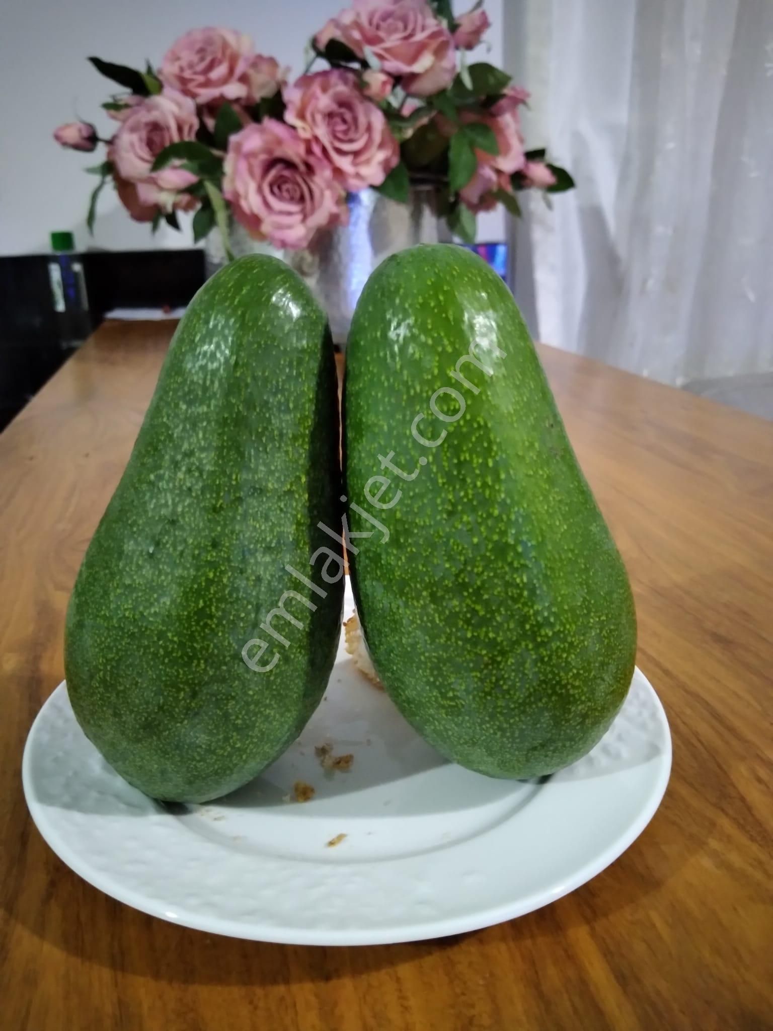 Nw Gayrimenkul Yenice'de 45 Dönüm Bol Verimli Kazanç Sağlayan Satılık Meyve Bahçesi - Görsel 14