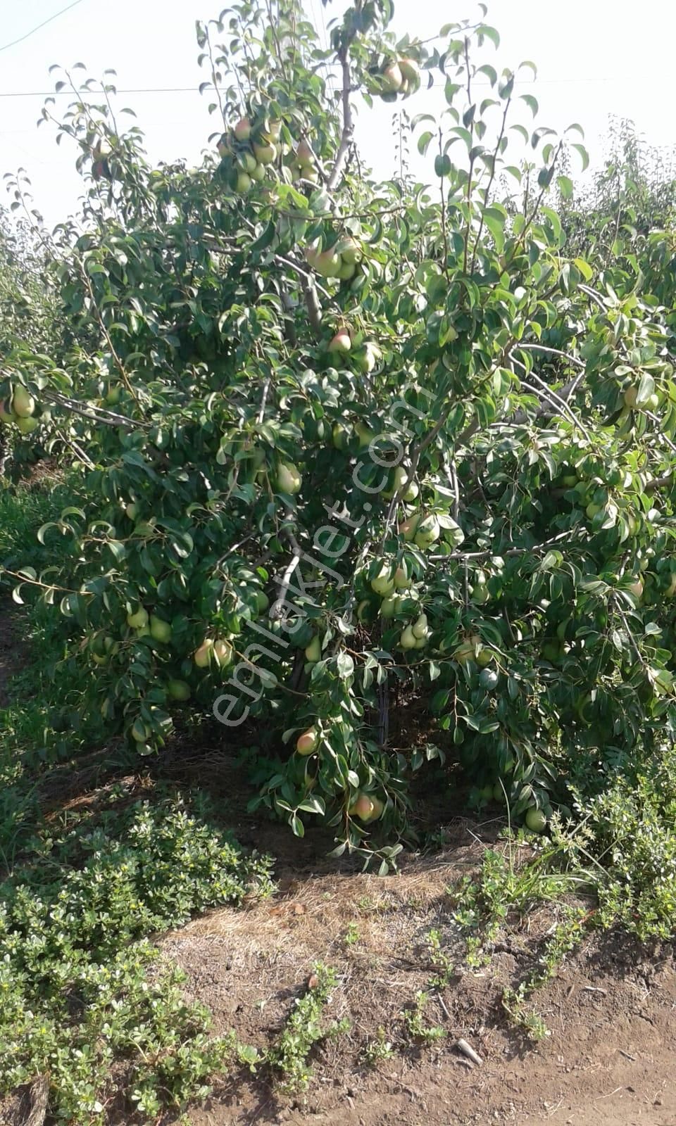 Nw Gayrimenkul Yenice'de 45 Dönüm Bol Verimli Kazanç Sağlayan Satılık Meyve Bahçesi - Görsel 25