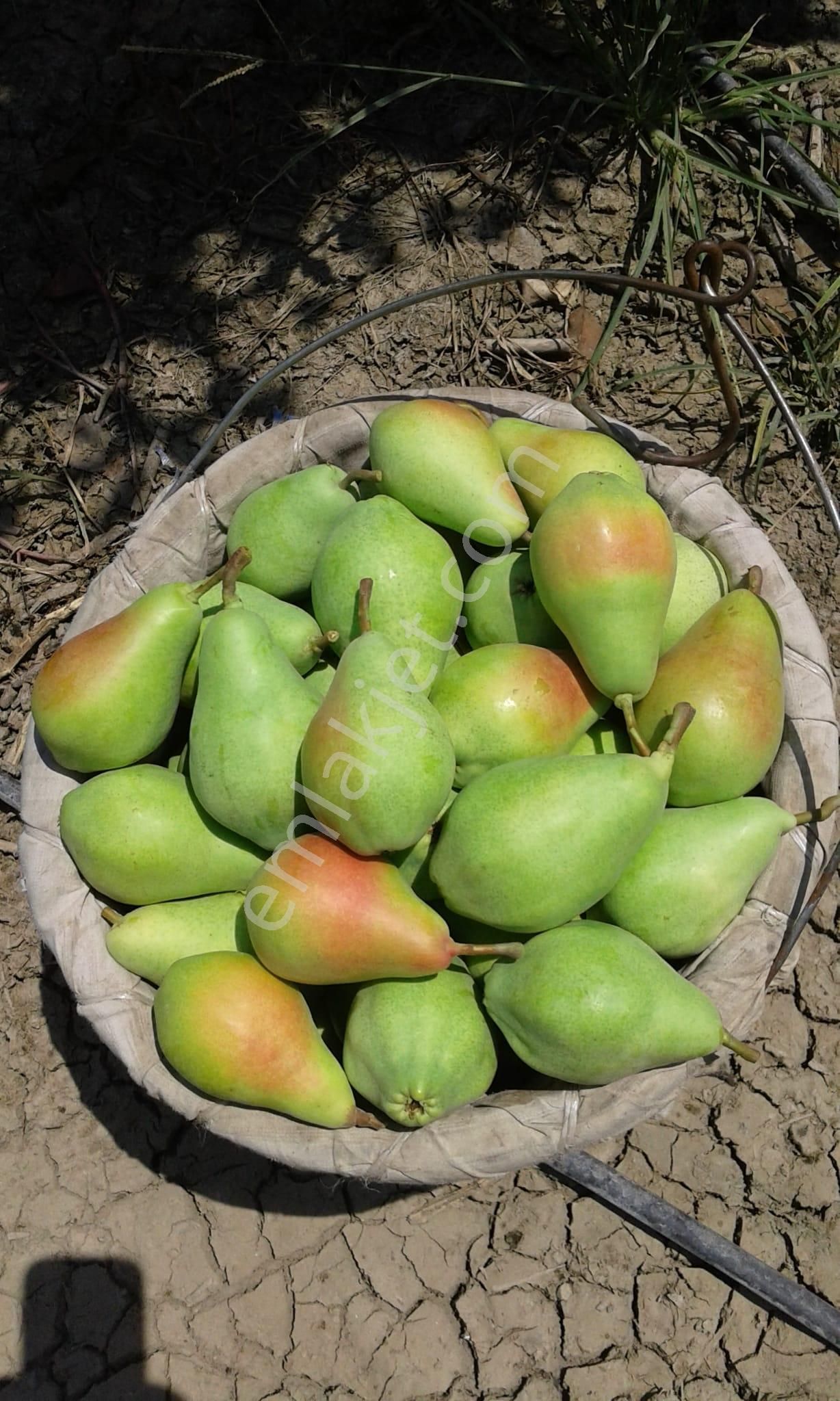 Nw Gayrimenkul Yenice'de 45 Dönüm Bol Verimli Kazanç Sağlayan Satılık Meyve Bahçesi - Görsel 4