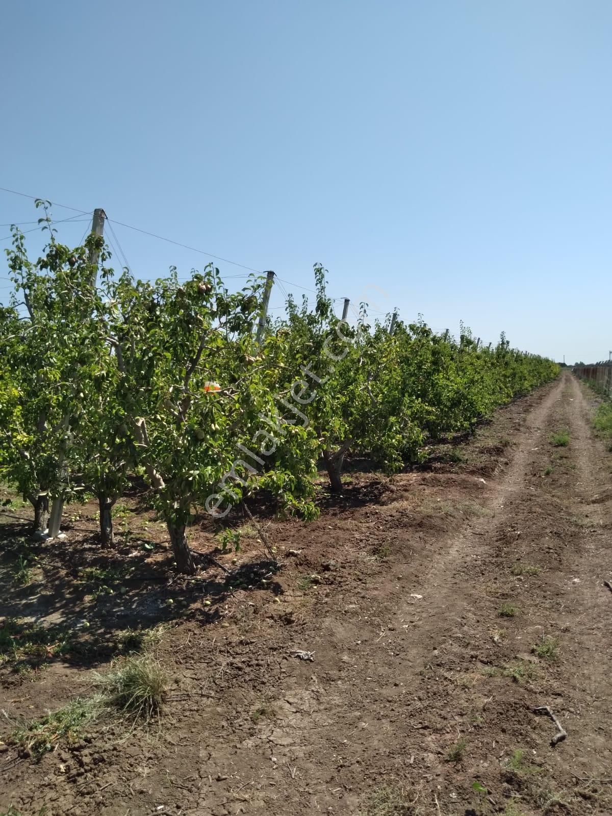 Nw Gayrimenkul Yenice'de 45 Dönüm Bol Verimli Kazanç Sağlayan Satılık Meyve Bahçesi - Görsel 30